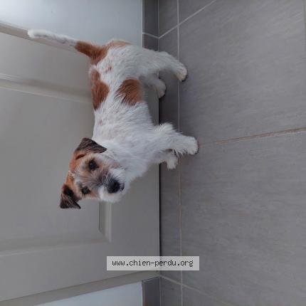 Photo de chien perdu à Sadirac