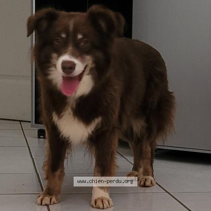 Photo 1/1 Chien retrouvé Perdu à Saint pourcain sur sioule