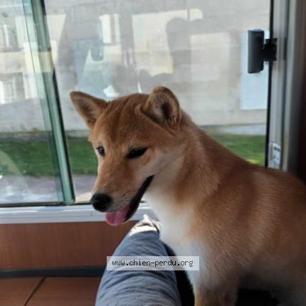 Photo de chien perdu à Bords 17430