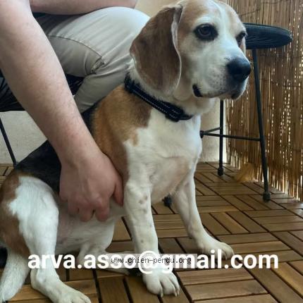 Photo 1/1 Chien retrouvé Perdu à Cergy les meaux