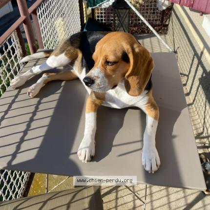 Photo de chien perdu à Riorges