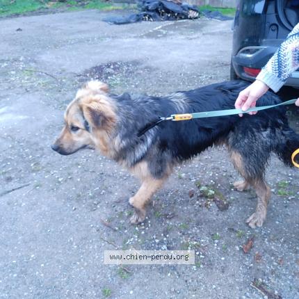 Photo 1/1 Chien retrouvé Trouvé à Cleguerec