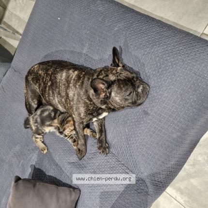 Photo 1/1 Chien retrouvé Perdu à Hyeres