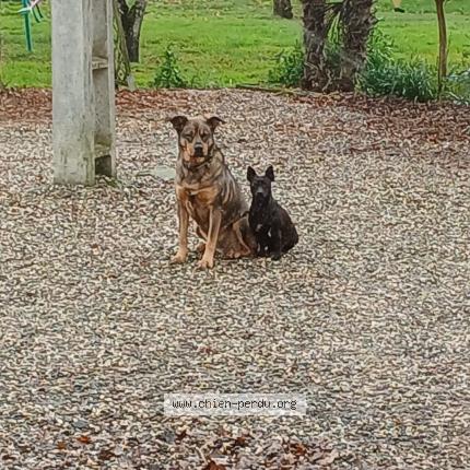 Photo 1/1 Chien retrouvé Perdu à Merles