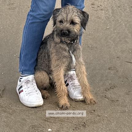 Photo de chien perdu à Courbevoie