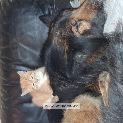 Photo de chien perdu à Barbaste