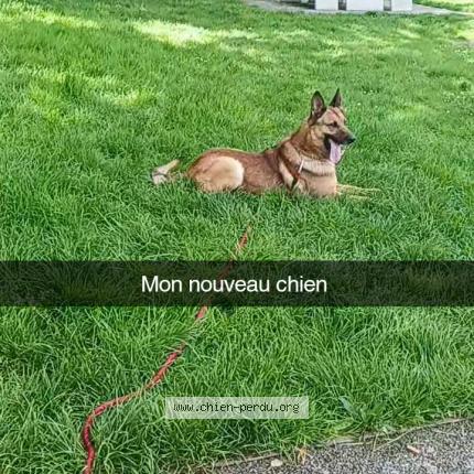 Photo 1/1 Chien retrouvé Perdu à Colombes