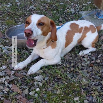 Photo de chien trouvé à La Repara Auriples