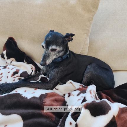 Photo 1/1 Chien retrouvé Perdu à Saint ouen l aumone