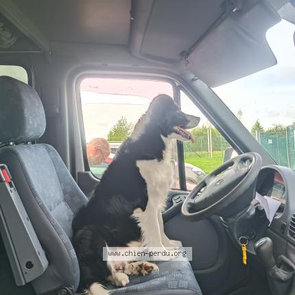 Photo de chien trouvé à Renac Ou Sainte Marie