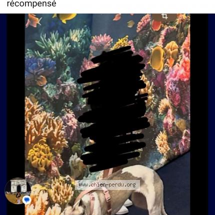 Photo de chien perdu à Maromme