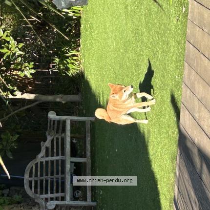 Photo 1/1 Chien retrouvé Perdu à Carqueiranne