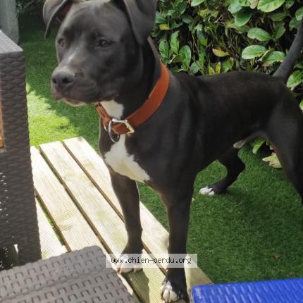 Photo de chien perdu à Virandeville