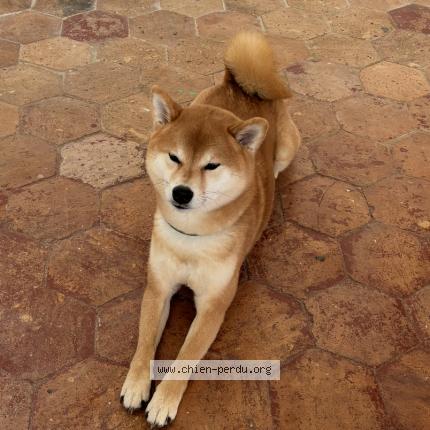 Photo de chien perdu à Carqueiranne