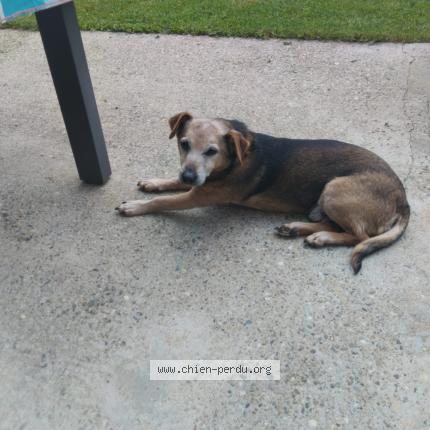 Photo 1/1 Chien retrouvé Perdu à Saint sauveur en diois