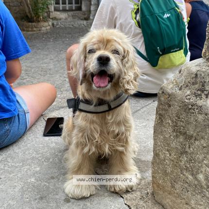Photo de chien perdu à Vaux