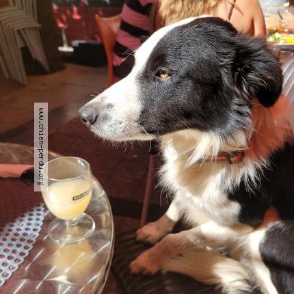 Photo de chien perdu à Bedarieux