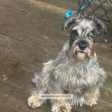 Photo 1/1 Chien retrouvé Perdu à Villeneuve de duras