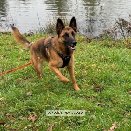 Photo 1/1 Chien retrouvé Perdu à Nanteuil