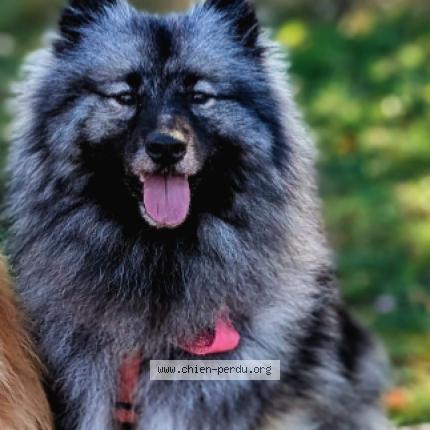 Photo 1/1 Chien retrouvé Perdu à Le plan