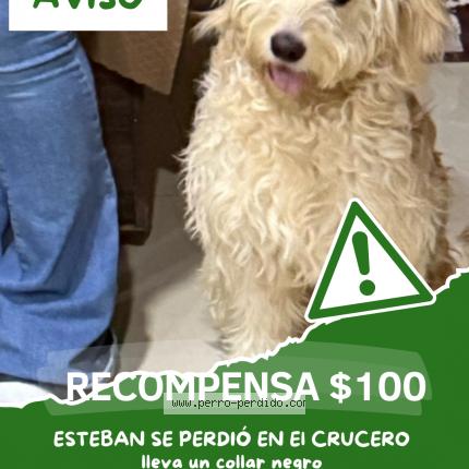 Photo de chien perdu à Crucero