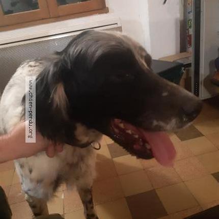 Photo de chien trouvé à Nassandres Sur Risle