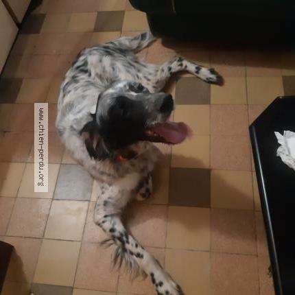 Photo 2/2 Chien retrouvé Trouvé à Nassandres sur risle