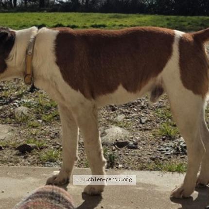 Photo de chien perdu à Herbignac