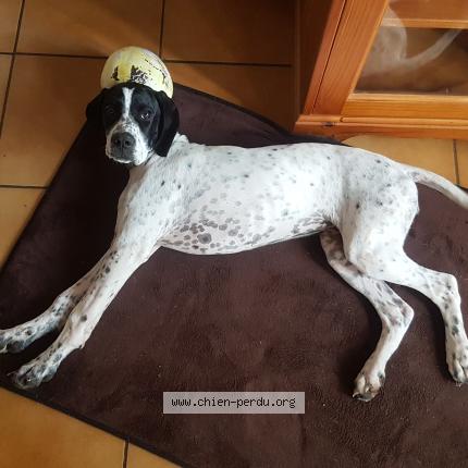 Photo 1/1 Chien retrouvé Perdu à Merville