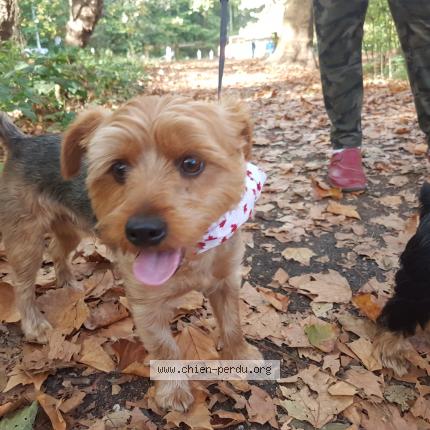 Photo 1/1 Chien retrouvé Perdu à Chatenay malabry