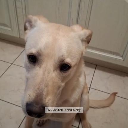 Photo de chien perdu à Plenee Jugon