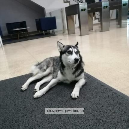 Photo de chien trouvé à Cota