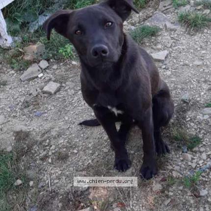 Photo 1/1 Chien retrouvé Perdu à Placy montaigu