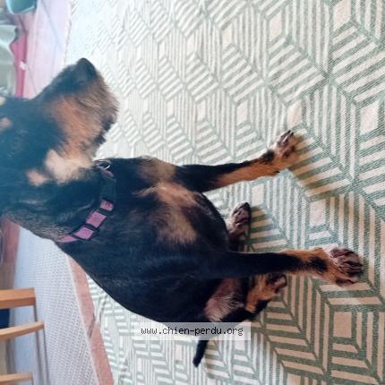 Photo de chien perdu à Quillan