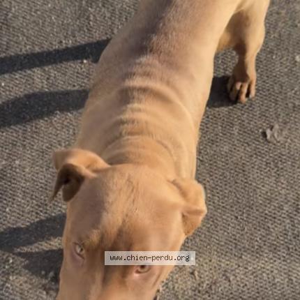 Photo 1/1 Chien retrouvé Perdu à Longjumeau