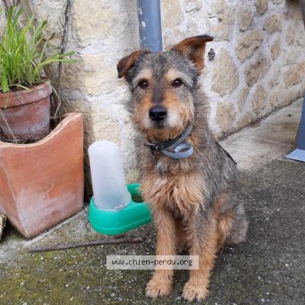 Photo de chien perdu à Morlaas
