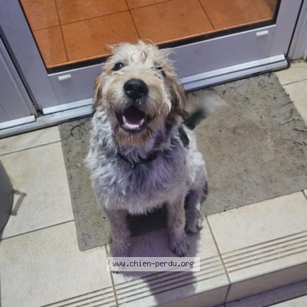 Photo 1/1 Chien retrouvé Trouvé à Saint vincent la commanderie