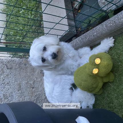 Photo de chien perdu à Hodenc En Bray