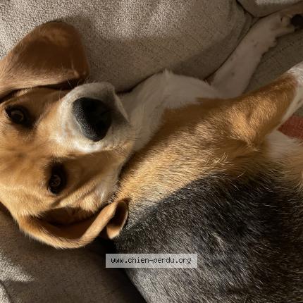 Photo de chien perdu à Bihorel