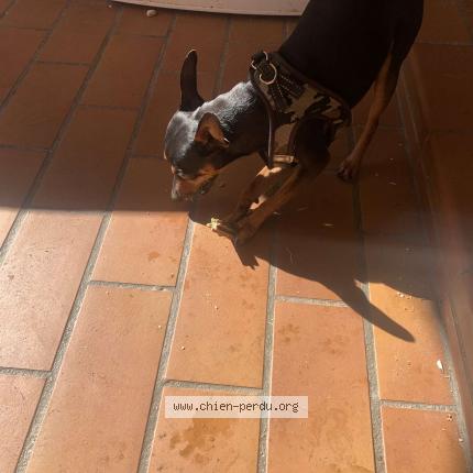 Photo 1/1 Chien retrouvé Perdu à Bandol