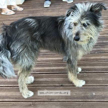 Photo 1/1 Chien retrouvé Perdu à Nimes