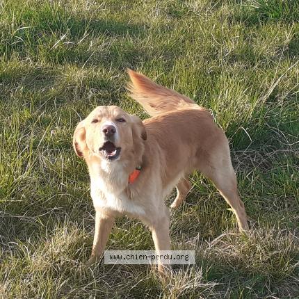 Photo de chien perdu à Roubia