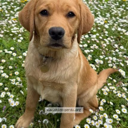 Photo de chien perdu à Seynod
