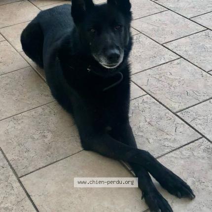 Photo de chien perdu à Saint Vallier