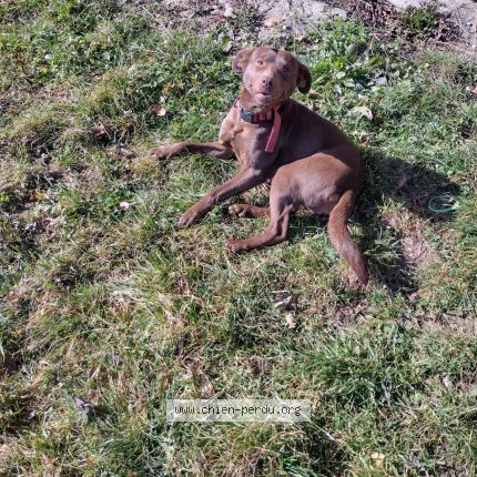 Photo de chien perdu à Burdignin