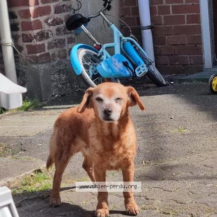 Photo de chien perdu à Divion
