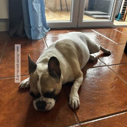 Photo de chien trouvé à Toulon