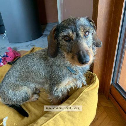 Photo 1/1 Chien retrouvé Perdu à Tournefeuille