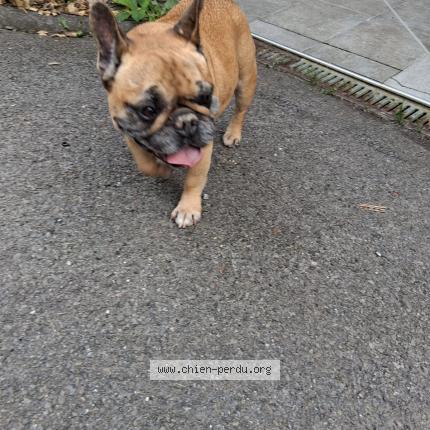 Photo 1/1 Chien retrouvé Trouvé à Bonneville