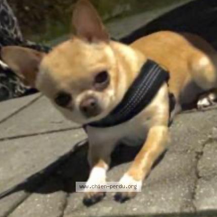 Photo 1/1 Chien retrouvé Perdu à La ville du bois